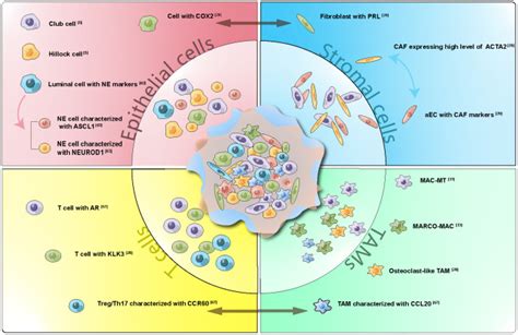 Amyxraiin: Unveiling a Novel Field of Application and its Impact