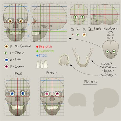 An Anatomical Breakdown of Beast's Costume