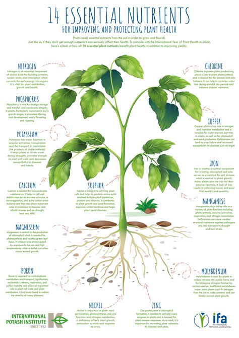 An Essential Nutrient for Plant Growth