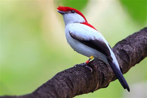 An Exquisite Avian Gem of the Rainforest