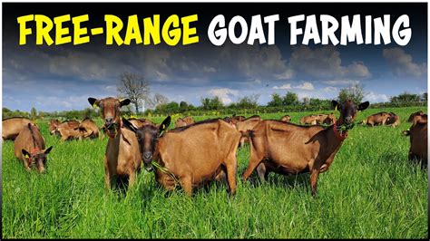 An Extensive Goat Listing for Every Need and Environment