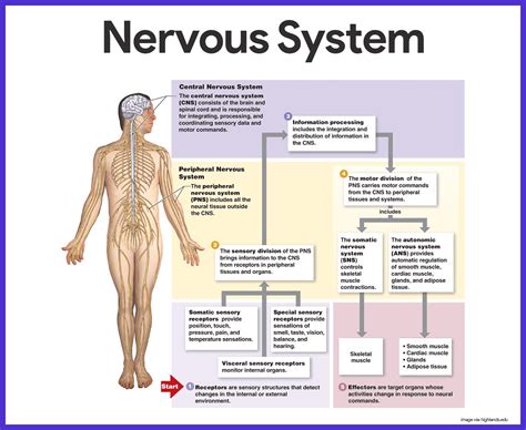 An Illustrated Review of Anatomy and Physiology The Nervous System Reader