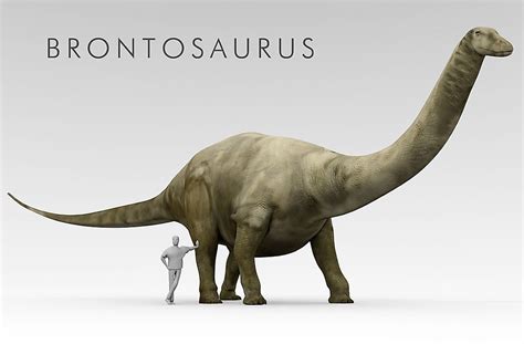 An In-Depth Exploration of the Brontosaurus: A Titan Among Dinosaurs