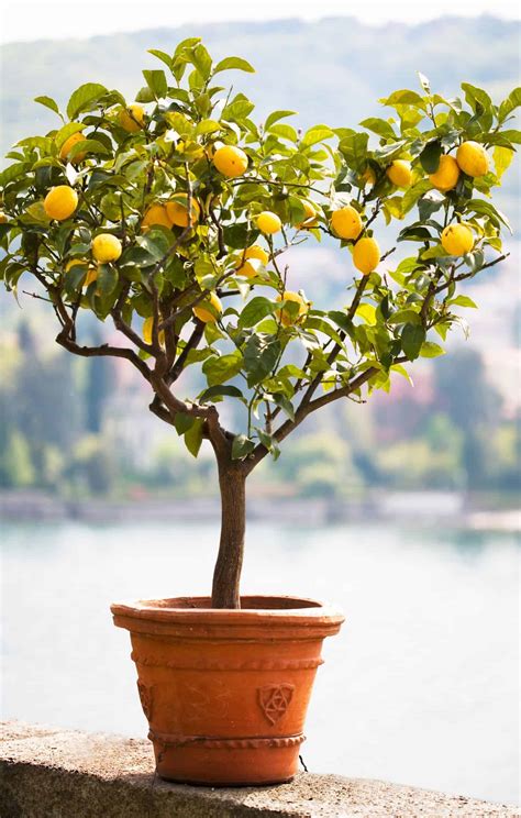 An In-Depth Look at Lemon Tree Nutrition