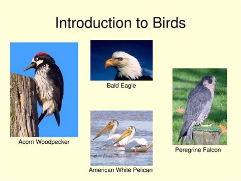 An Introduction to Birds Reader