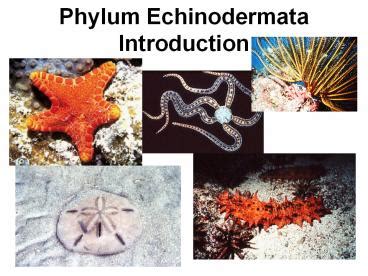 An Introduction to Echinodermata Epub