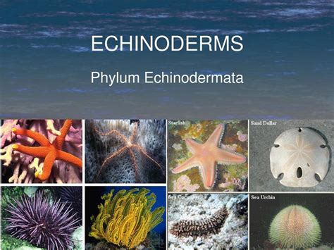 An Introduction to Echinodermata Epub