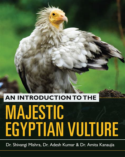 An Introduction to Vulture Culture