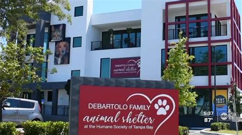 An Overview of Bay Area Animal Shelters