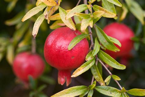 An Overview of Pomegranates