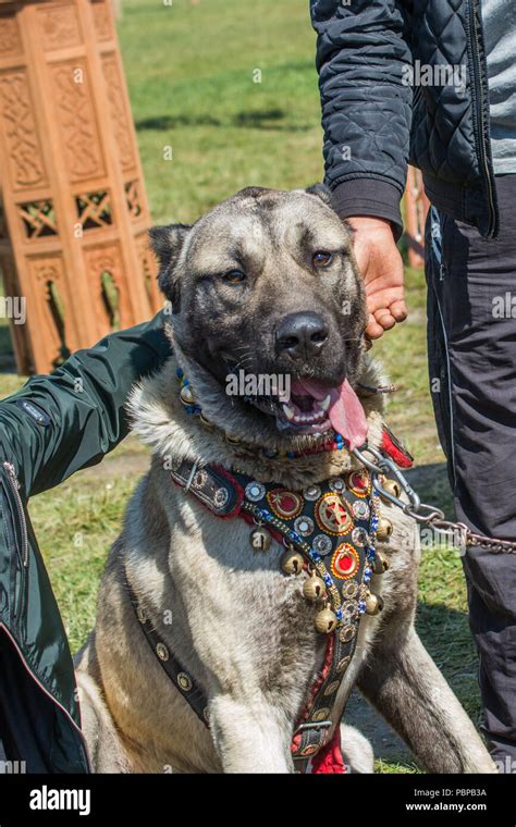 An Overview of the Turkish Shepherd Dog