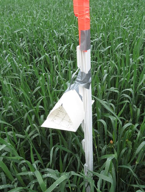 An Overview of the Wheat Trap