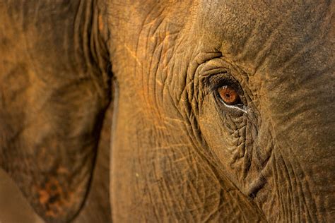 An eye for elephants Reader