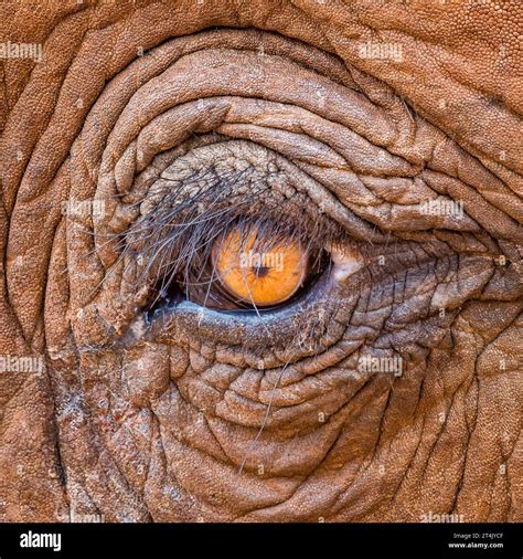 An eye for elephants Kindle Editon