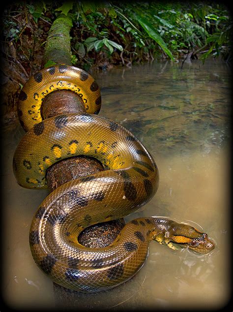 Anacondas are found in the tropical rainforests of South America.