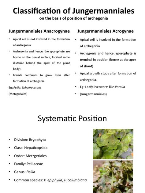 Anacrogynae PDF