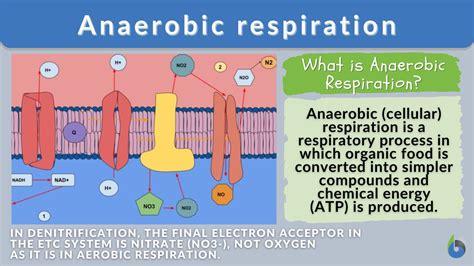 Anaerobic: