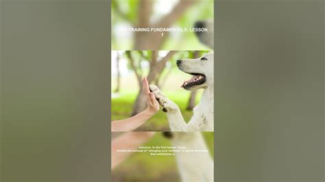 Anastasia Mihaylova: Unlocking the Secrets of Dog Training