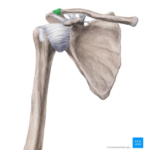 Anatomia da Articulação Acromioclavicular