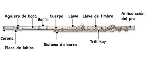 Anatomia da Flauta Transversal