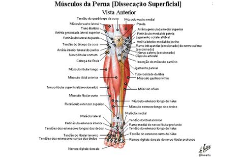 Anatomia da Musculatura da Perna