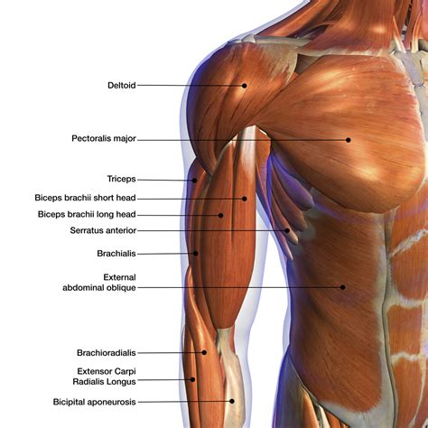 Anatomia do Bíceps