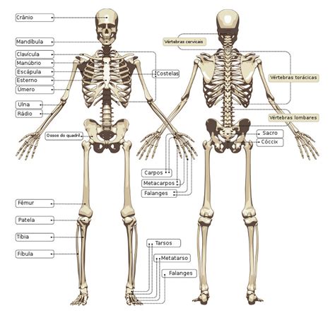 Anatomia do Osso Masculino