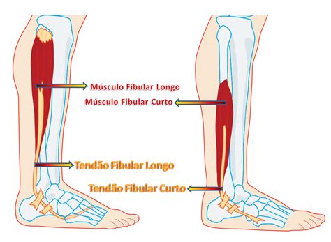 Anatomia do Tendão Fibular Curto