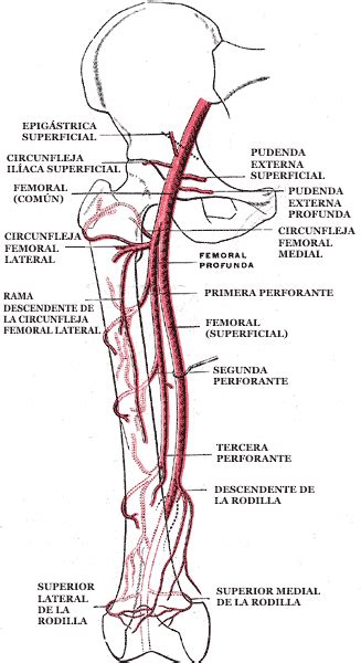 Anatomia e Fisiologia do Pulso Femoral