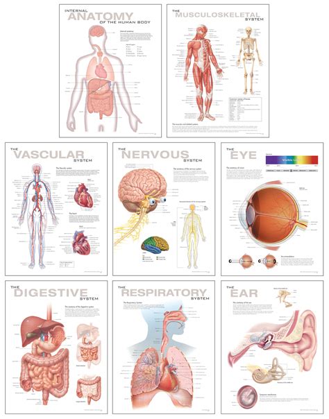 Anatomical Breakdown