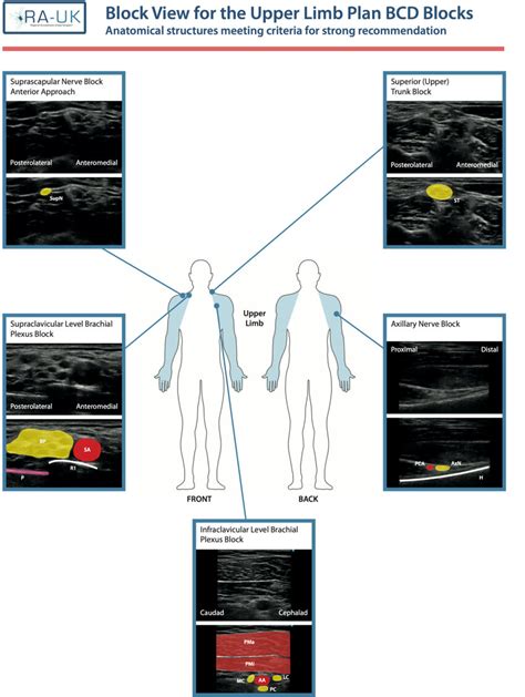 Anatomical Breakdown: The Building Blocks of Innovation