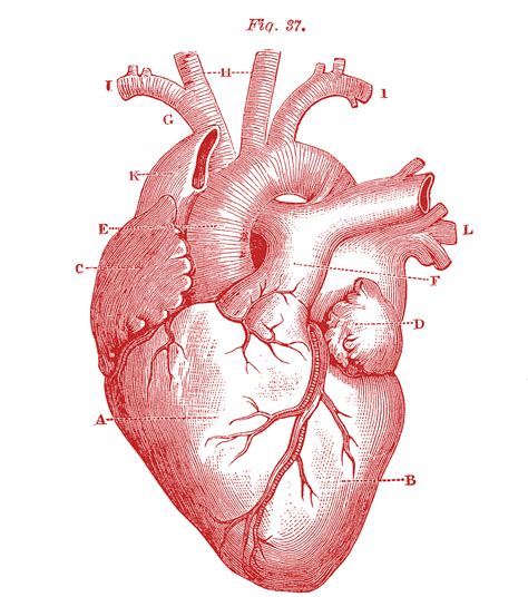 Anatomical Heart: