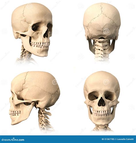 Anatomical Skulls: