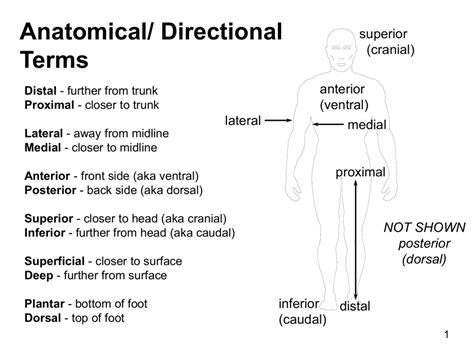 Anatomical Terminology