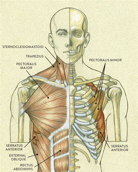 Anatomy 10 PDF