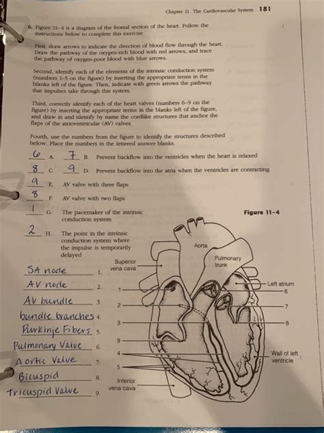 Anatomy And Physiology Cardiovascular Packet Answer Key Kindle Editon