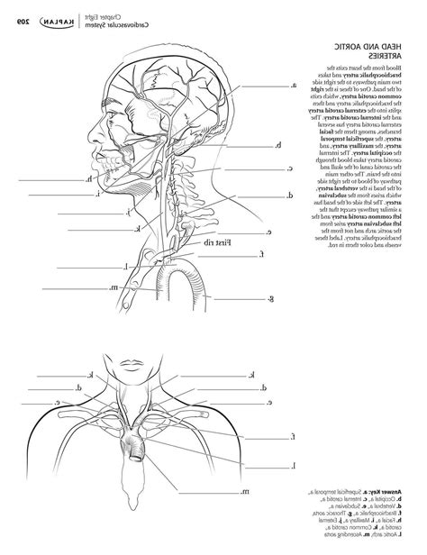 Anatomy And Physiology Coloring Workbook Answer Key Chapter 6 Kindle Editon