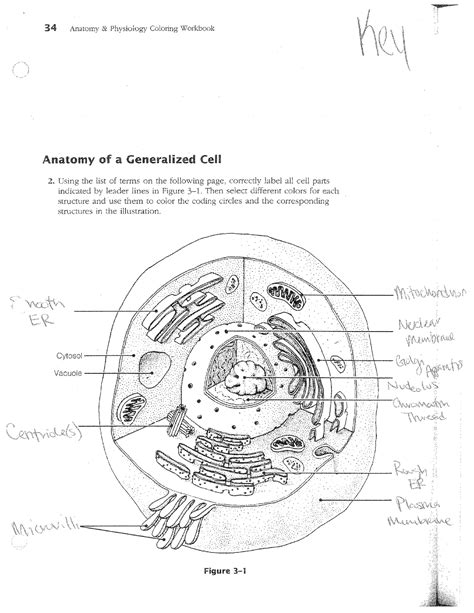 Anatomy And Physiology Coloring Workbook Answers Cells Doc