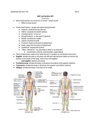 Anatomy And Physiology Lab Answer Reader