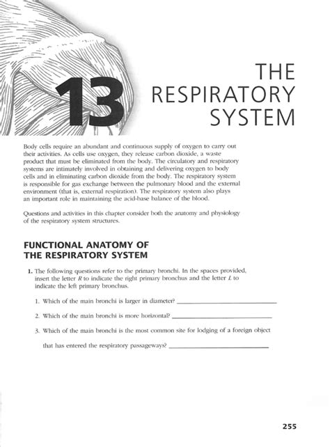 Anatomy And Physiology Respiratory System Workbook Answers PDF