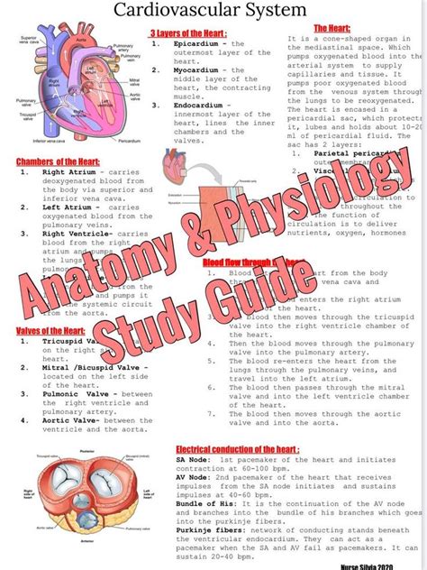 Anatomy And Physiology Study Guide Answers Epub