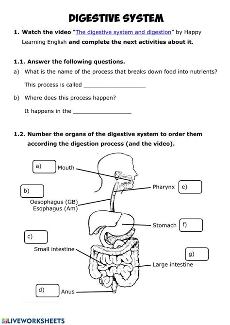 Anatomy And Physiology The Digestive System Answers PDF