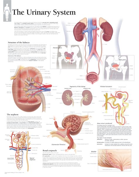 Anatomy And Physiology Urinary System Answers Doc