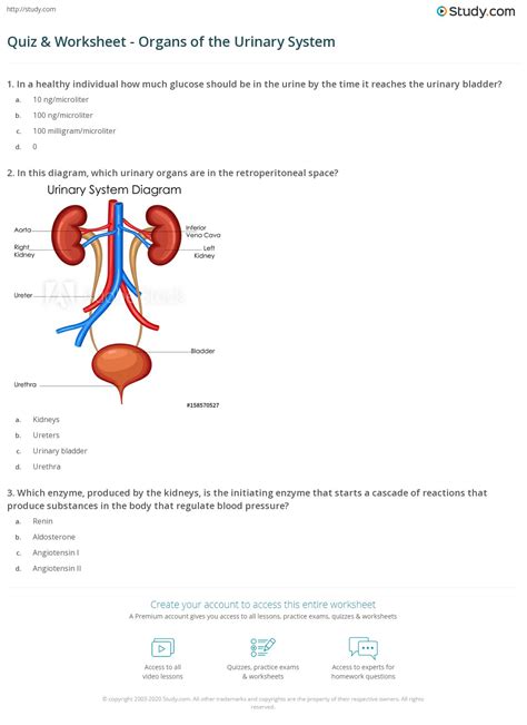 Anatomy And Physiology Urinary System Packet Answers Kindle Editon