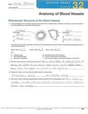 Anatomy Blood Vessels Review Sheet 32 Answers PDF