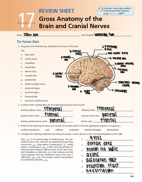 Anatomy Brain Review Answer Key Epub