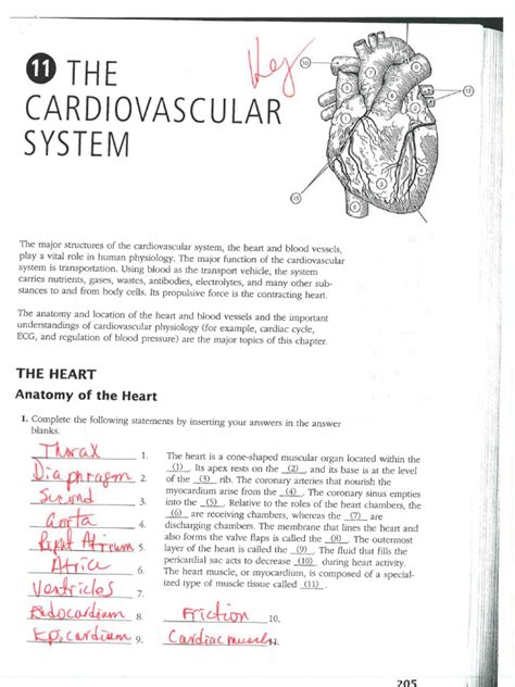 Anatomy Chapter 11 Cardiovascular System Packet Answers Doc