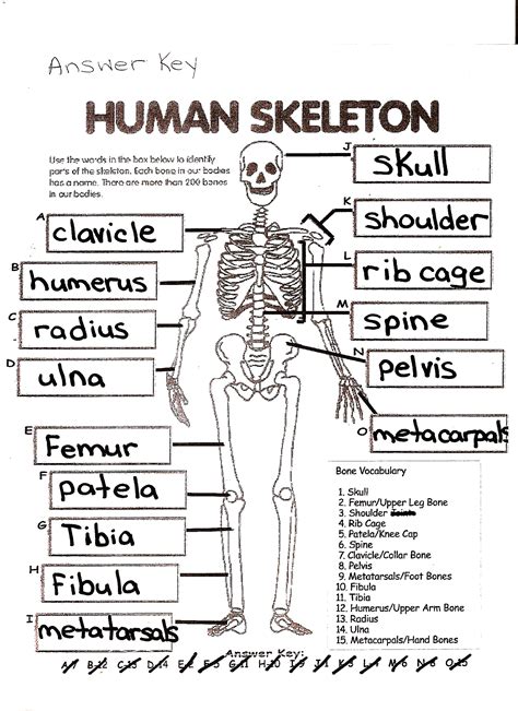 Anatomy Chapter 5 Skeletal System Worksheet Answers Reader