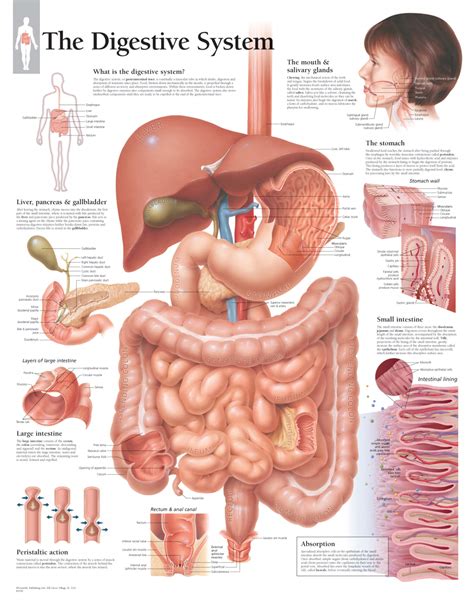 Anatomy Chart Digestive System