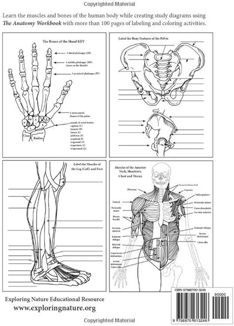 Anatomy Coloring Pages Printable
